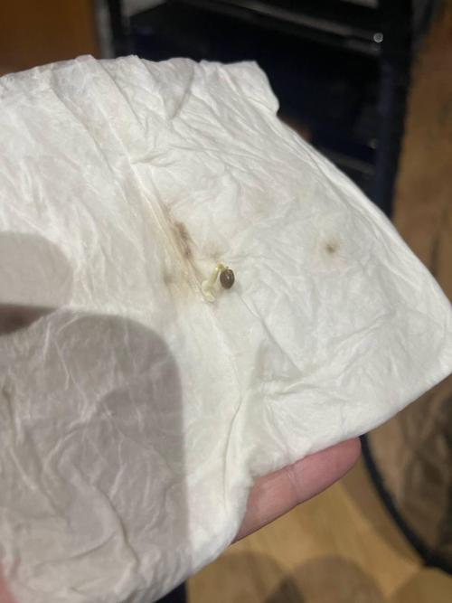 jealousy Z XL Auto. Week 0