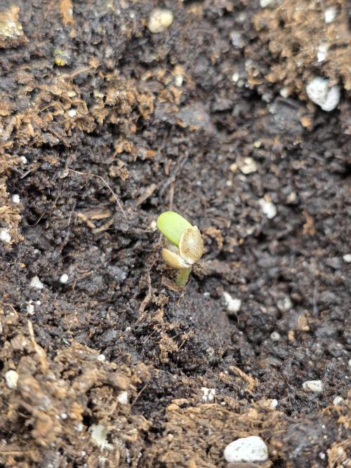 jealousy Z XL Auto. Week 1