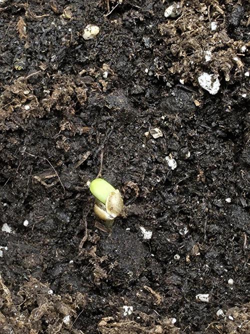 jealousy Z XL Auto. Week 1