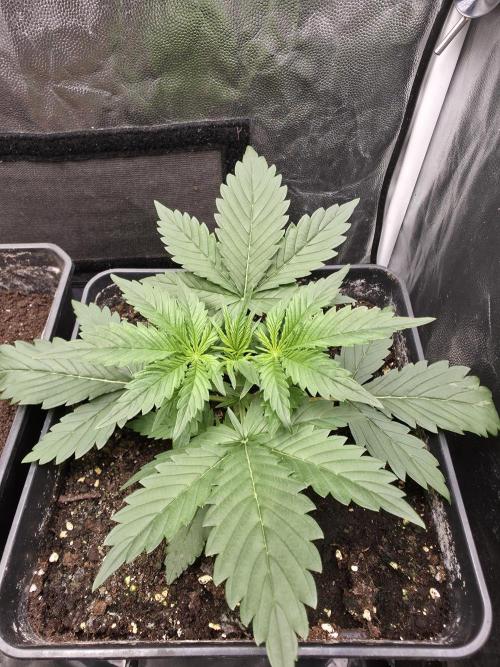 jealousy Z XL Auto. Week 2