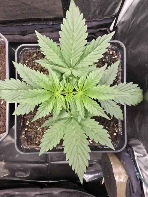 jealousy Z XL Auto. Week 2