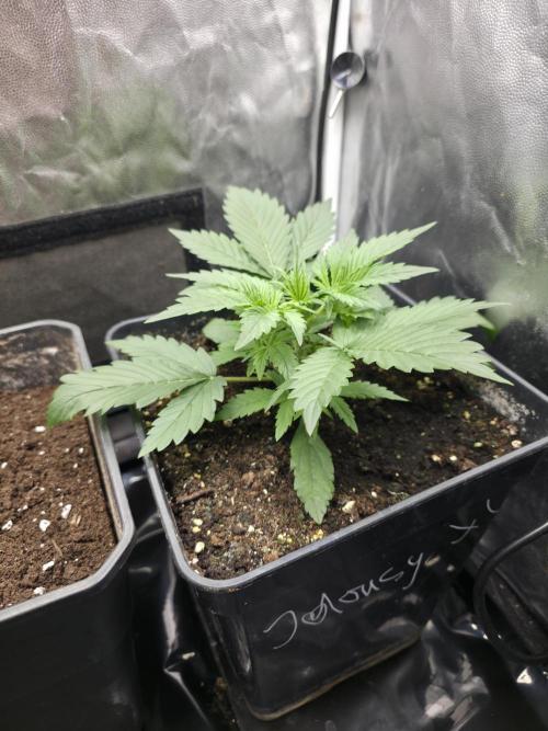 jealousy Z XL Auto. Week 2