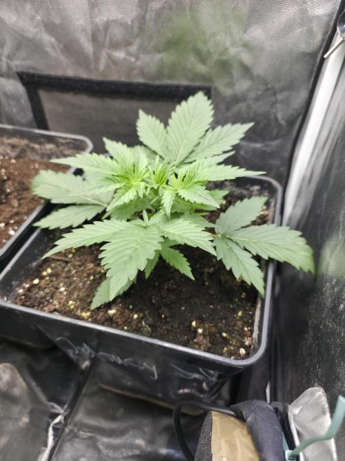 jealousy Z XL Auto. Week 2