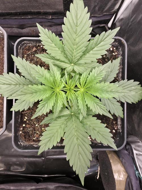 jealousy Z XL Auto. Week 2