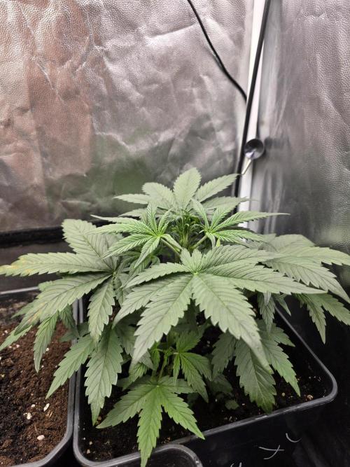 jealousy Z XL Auto. Week 3