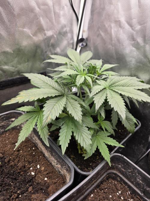 jealousy Z XL Auto. Week 3