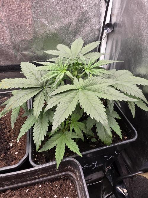 jealousy Z XL Auto. Week 3