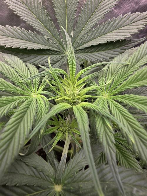 jealousy Z XL Auto. Week 4