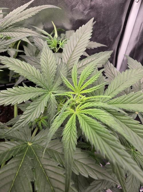 jealousy Z XL Auto. Week 4