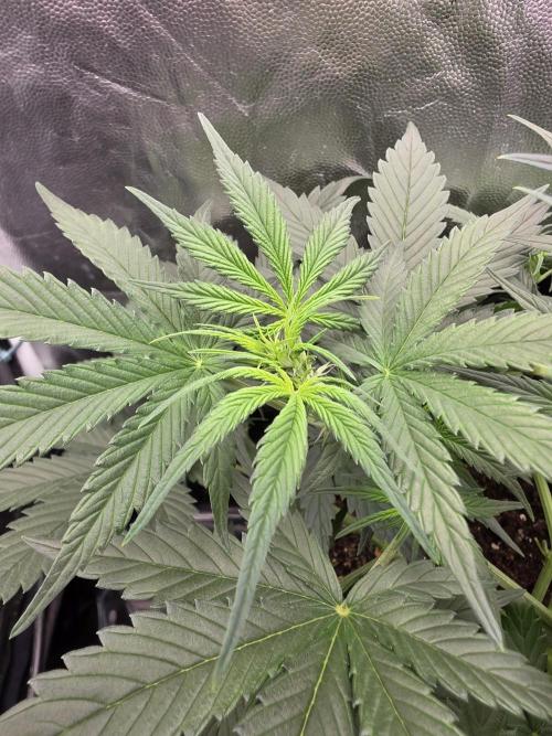 jealousy Z XL Auto. Week 4