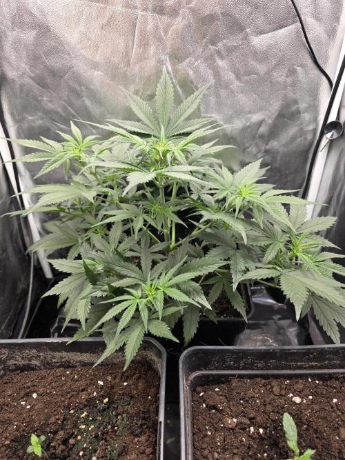 jealousy Z XL Auto. Week 4