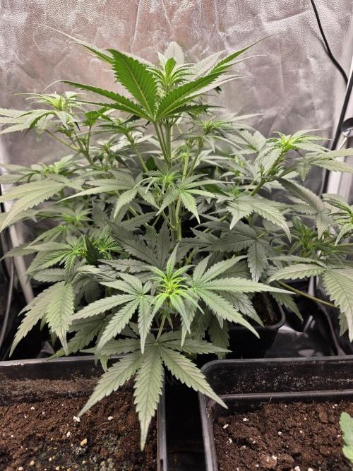 jealousy Z XL Auto. Week 4