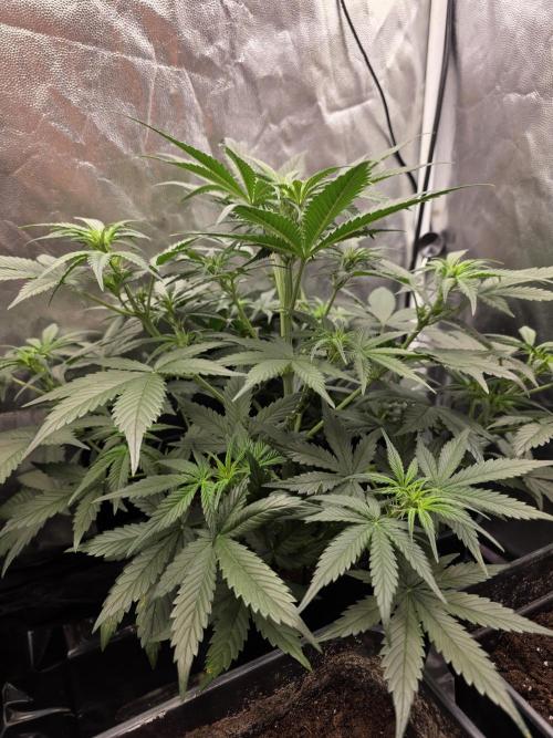 jealousy Z XL Auto. Week 4