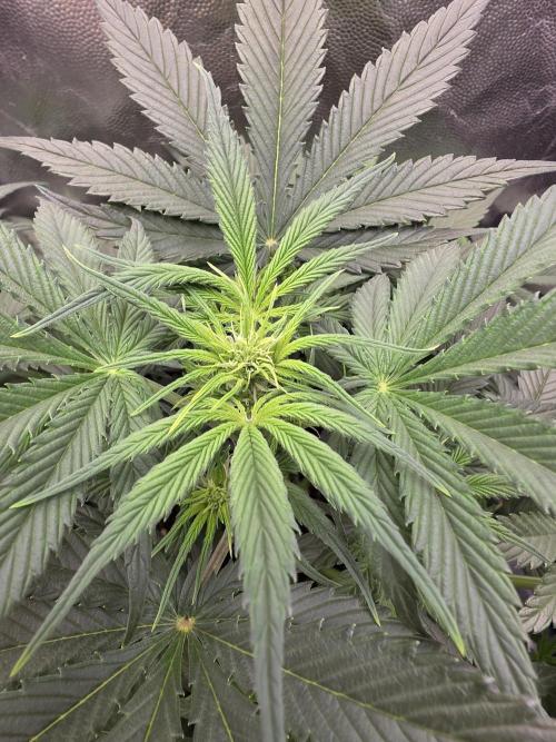 jealousy Z XL Auto. Week 4