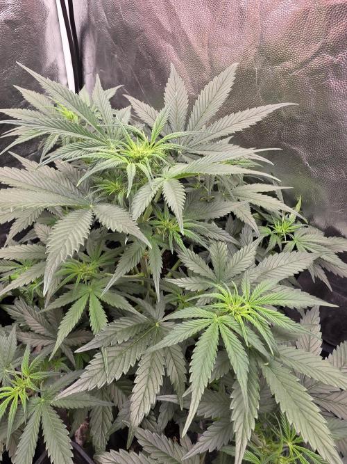 jealousy Z XL Auto. Week 4