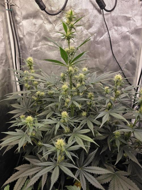 jealousy Z XL Auto. Week 5