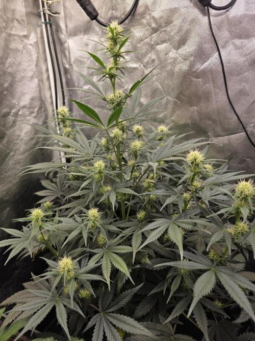 jealousy Z XL Auto. Week 5