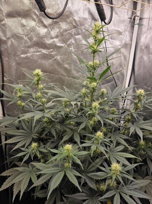 jealousy Z XL Auto. Week 5