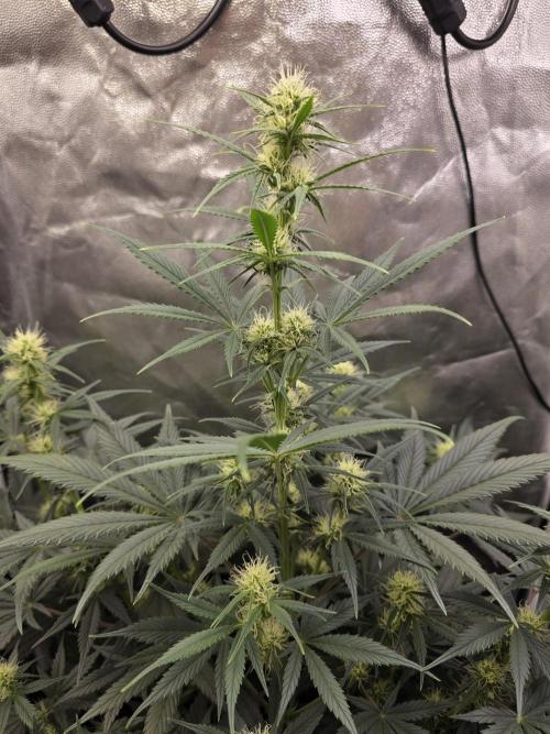 jealousy Z XL Auto. Week 5