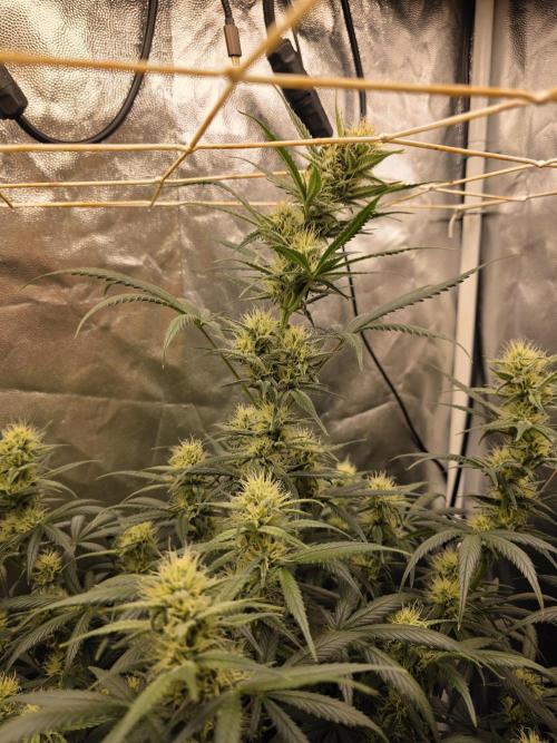 jealousy Z XL Auto. Week 6