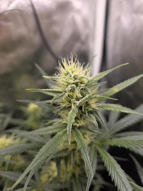 jealousy Z XL Auto. Week 6