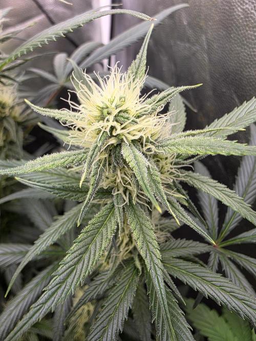 jealousy Z XL Auto. Week 6