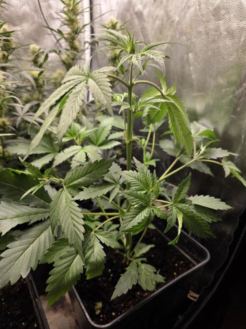 Orange Apricot Glue XL Auto. Week 4