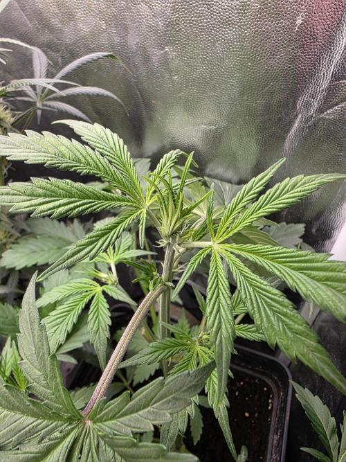 Orange Apricot Glue XL Auto. Week 4