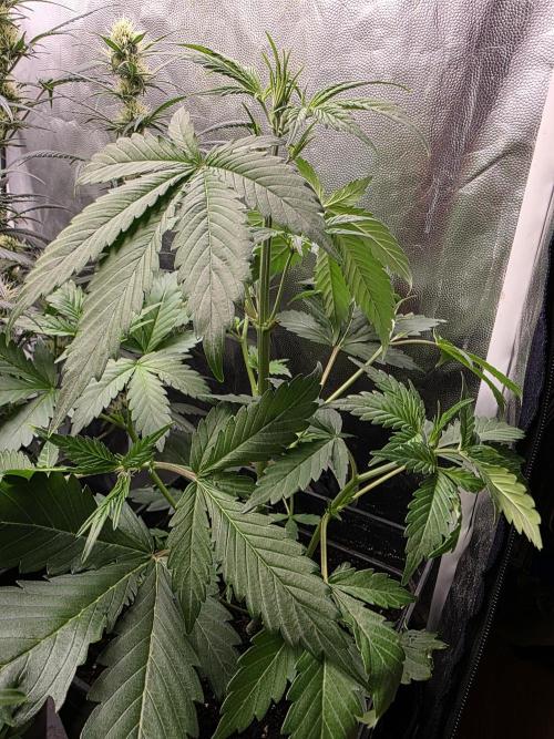 Orange Apricot Glue XL Auto. Week 4