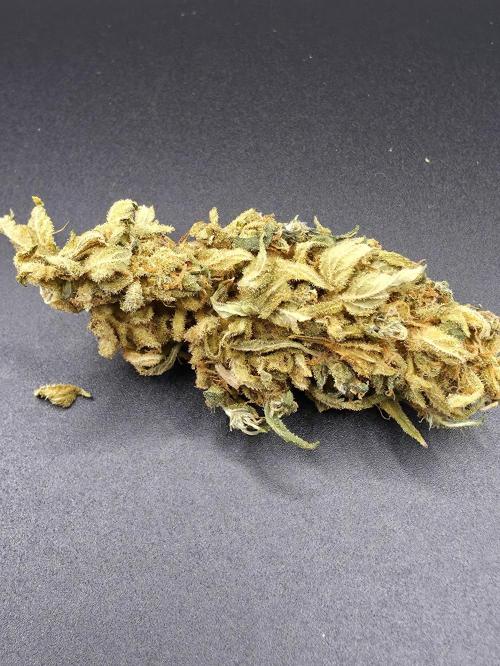 Papaya Zoap Auto. Week 16