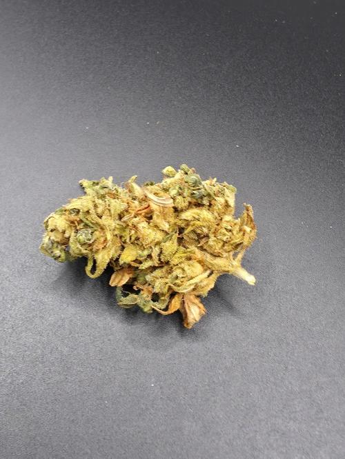 Papaya Zoap Auto. Week 16