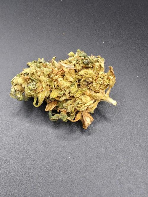 Papaya Zoap Auto. Week 16