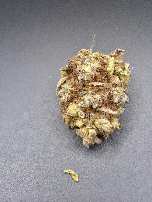 [2nd Run] Lemon haze auto. Week 15