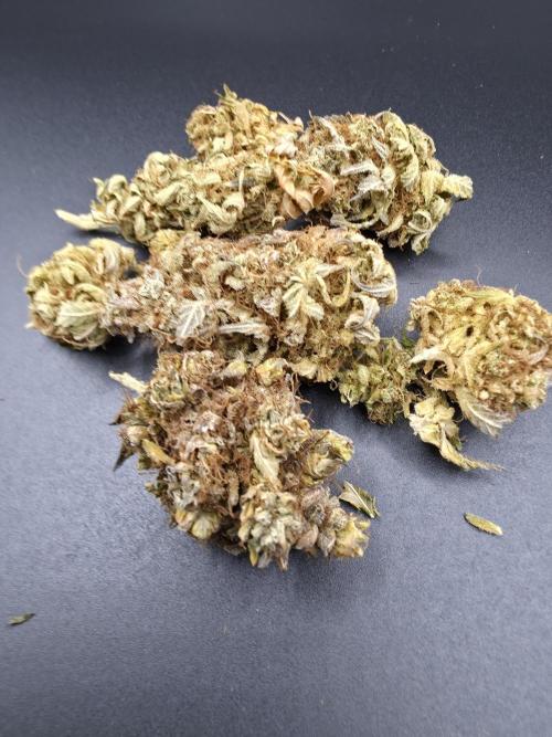 [2nd Run] Lemon haze auto. Week 15