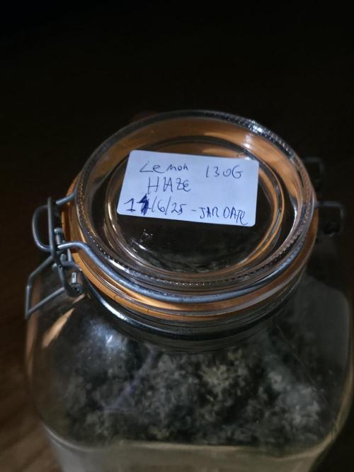 [2nd Run] Lemon haze auto. Week 15