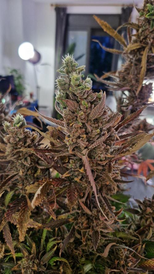 Sweet Mandarine Zkittlez XL Auto. Week 15 - Chopping Day