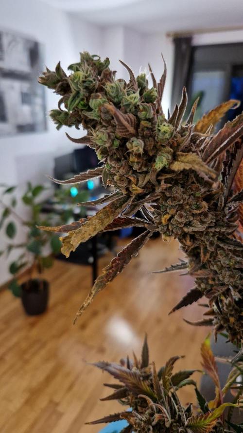 Sweet Mandarine Zkittlez XL Auto. Week 15 - Chopping Day