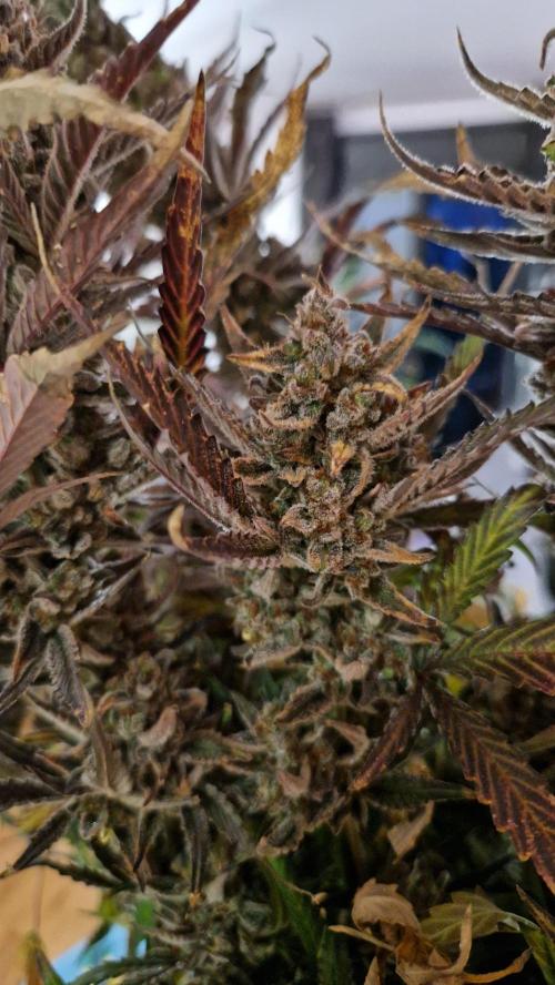 Sweet Mandarine Zkittlez XL Auto. Week 15 - Chopping Day