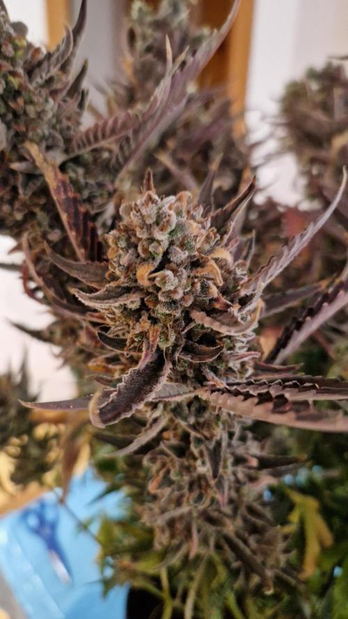 Sweet Mandarine Zkittlez XL Auto. Week 15 - Chopping Day