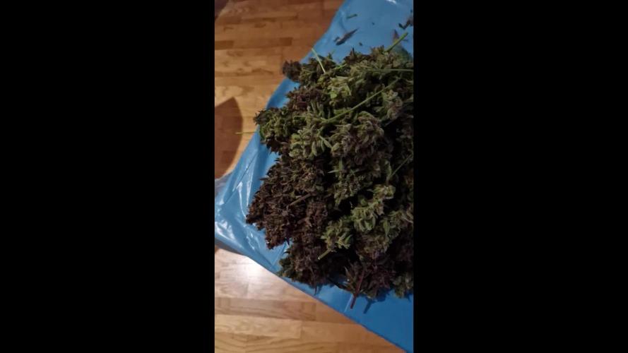 Sweet Mandarine Zkittlez XL Auto