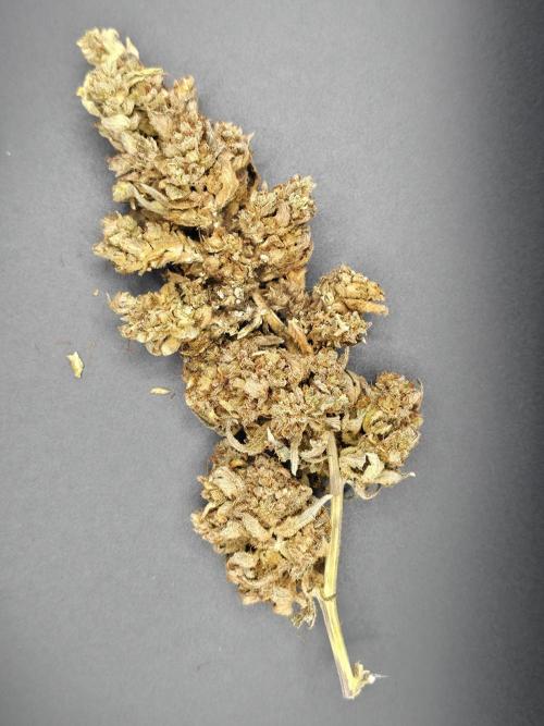 Sweet Mandarine Zkittlez XL Auto. Week 15 - trying light box