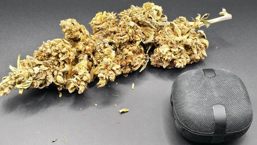 Sweet Mandarine Zkittlez XL Auto. Week 15 - trying light box