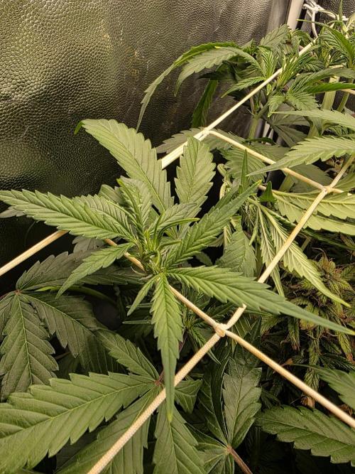 Orange Apricot Glue XL Auto. Week 5