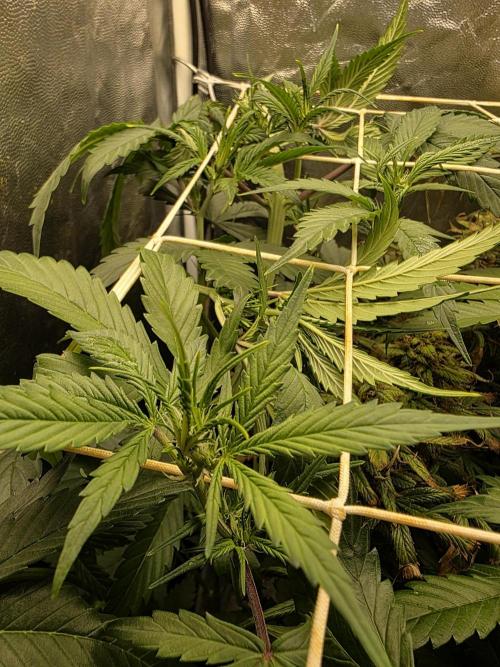 Orange Apricot Glue XL Auto. Week 5