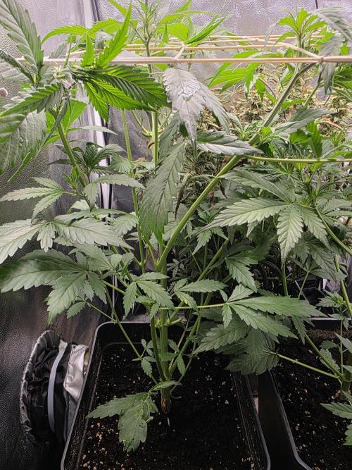 Orange Apricot Glue XL Auto. Week 5