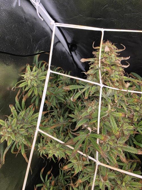 jealousy Z XL Auto. Week 7