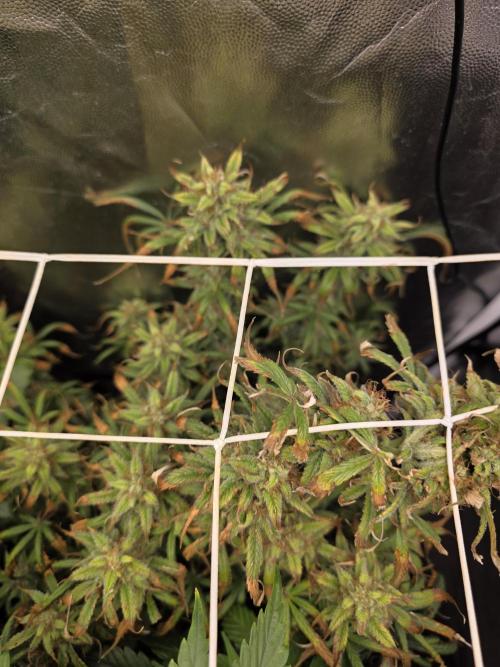 jealousy Z XL Auto. Week 7