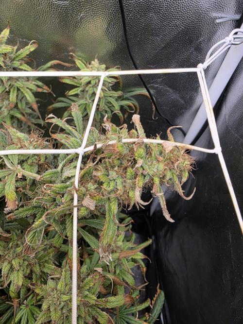 jealousy Z XL Auto. Week 7