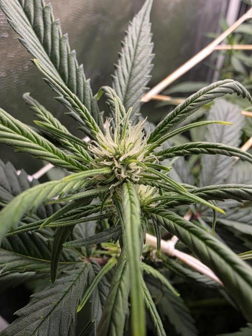 Orange Apricot Glue XL Auto. Week 6