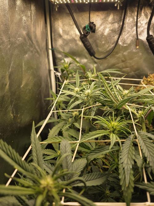 Orange Apricot Glue XL Auto. Week 6